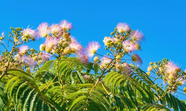 Seidenpflanze Schatten